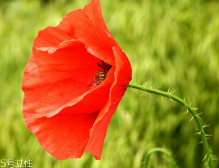 罌粟能治什么病 多種疾病功能多效 罌粟能治什么病 多種疾病功能多效