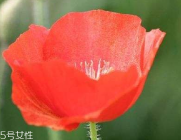 罌粟能治什么病 多種疾病功能多效 罌粟能治什么病 多種疾病功能多效