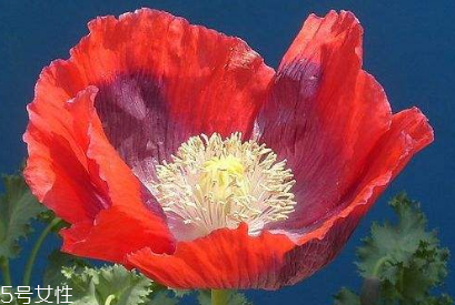 罌粟能帶上動(dòng)車嗎 罌粟不能帶上動(dòng)車 罌粟能帶上動(dòng)車嗎 罌粟不能帶上動(dòng)車