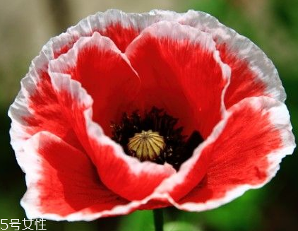 罌粟能帶上動(dòng)車嗎 罌粟不能帶上動(dòng)車 罌粟能帶上動(dòng)車嗎 罌粟不能帶上動(dòng)車