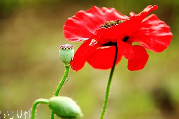 罌粟和虞美人的區(qū)別 六大區(qū)別 罌粟和虞美人的區(qū)別 六大區(qū)別
