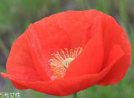 罌粟和虞美人的區(qū)別 六大區(qū)別 罌粟和虞美人的區(qū)別 六大區(qū)別