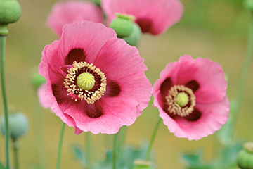 罌粟和大麻的區(qū)別 罌粟和大麻的區(qū)別