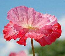 罌粟和大麻的區(qū)別 罌粟和大麻的區(qū)別