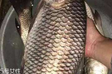 鯽魚是羅非魚嗎 淡水魚跟海魚 鯽魚是羅非魚嗎 淡水魚跟海魚