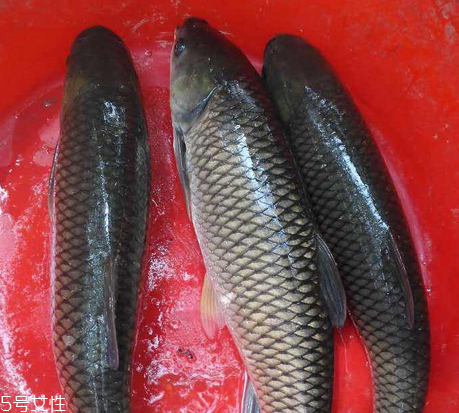 鯽魚是羅非魚嗎 淡水魚跟海魚 鯽魚是羅非魚嗎 淡水魚跟海魚