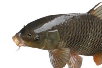 鯽魚(yú)能和胡蘿卜一起吃嗎 這個(gè)是可以的 鯽魚(yú)能和胡蘿卜一起吃嗎 這個(gè)是可以的