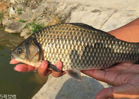 鯽魚(yú)能和胡蘿卜一起吃嗎 這個(gè)是可以的 鯽魚(yú)能和胡蘿卜一起吃嗎 這個(gè)是可以的