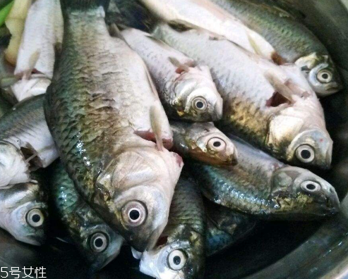 鯽魚(yú)能和胡蘿卜一起吃嗎 這個(gè)是可以的 鯽魚(yú)能和胡蘿卜一起吃嗎 這個(gè)是可以的