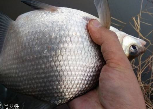 鳊魚和鯽魚哪個刺多 鯽魚刺很多 鳊魚和鯽魚哪個刺多 鯽魚刺很多