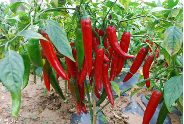 孕婦可以吃辣椒嗎 要少吃慎吃 孕婦可以吃辣椒嗎 要少吃慎吃