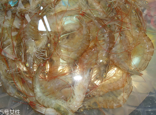 基圍蝦為什么要去蝦線 主要是去腥 基圍蝦為什么要去蝦線 主要是去腥