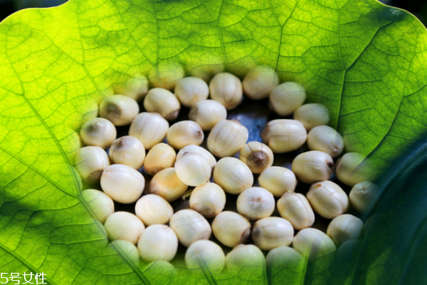 蓮子是發(fā)物嗎 蓮子吃了不上火 蓮子是發(fā)物嗎 蓮子吃了不上火