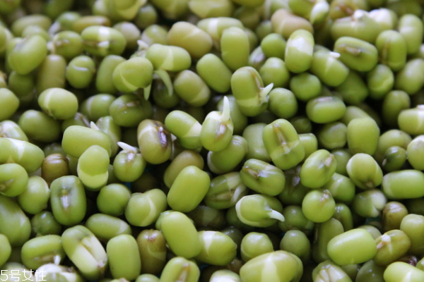 綠豆為什么會(huì)生蟲(chóng) 這樣保存就沒(méi)蟲(chóng) 綠豆為什么會(huì)生蟲(chóng) 這樣保存就沒(méi)蟲(chóng)