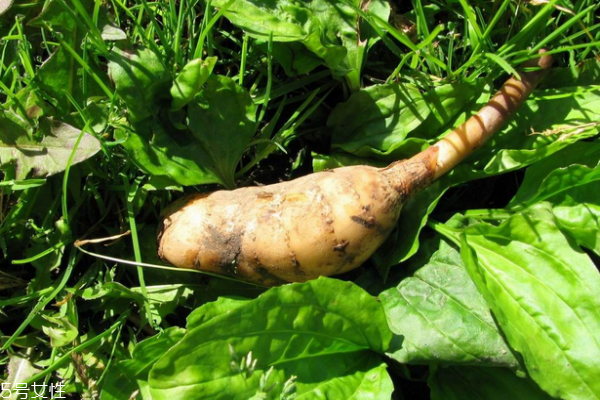 天麻是哪里的特產 烏天麻是極品 天麻是哪里的特產 烏天麻是極品