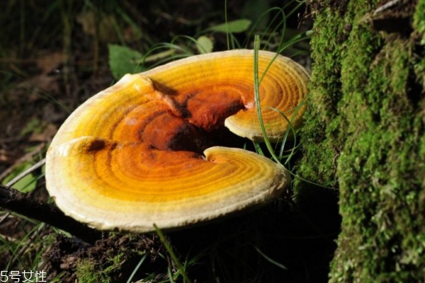 靈芝是什么味道 一般都是苦 靈芝是什么味道 一般都是苦