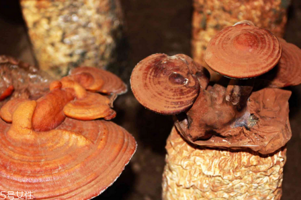 靈芝是什么味道 一般都是苦 靈芝是什么味道 一般都是苦