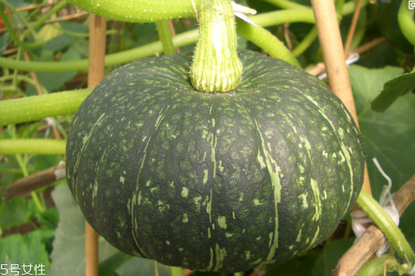 南瓜有什么功效 功效非常多 南瓜有什么功效 功效非常多