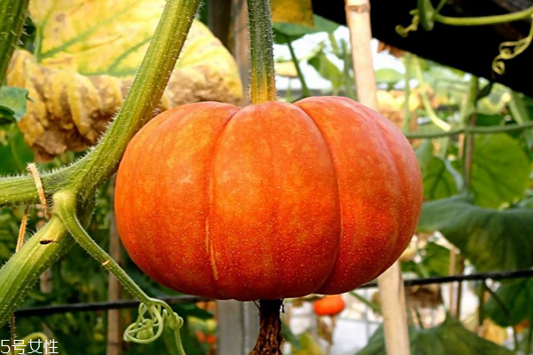 南瓜有什么功效 功效非常多 南瓜有什么功效 功效非常多