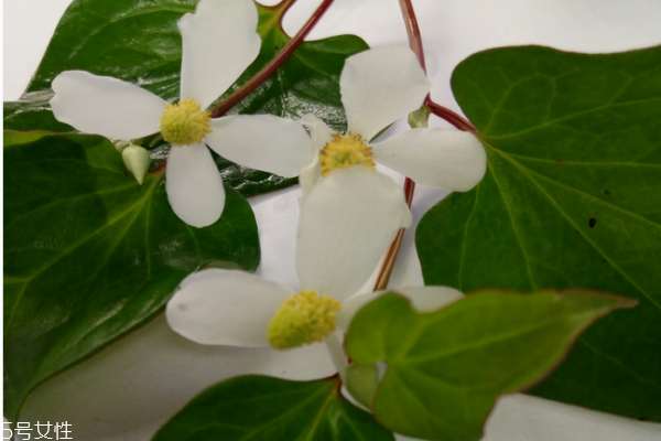 魚腥草是中藥嗎 古老中藥材 魚腥草是中藥嗎 古老中藥材