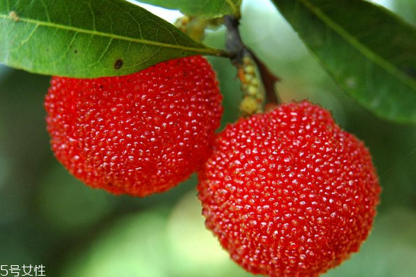 楊梅為什么會有蟲子 原來是這樣 楊梅為什么會有蟲子 原來是這樣