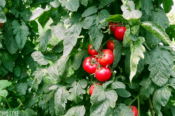 番茄為什么不能放冰箱 有兩個(gè)原因 番茄為什么不能放冰箱 有兩個(gè)原因