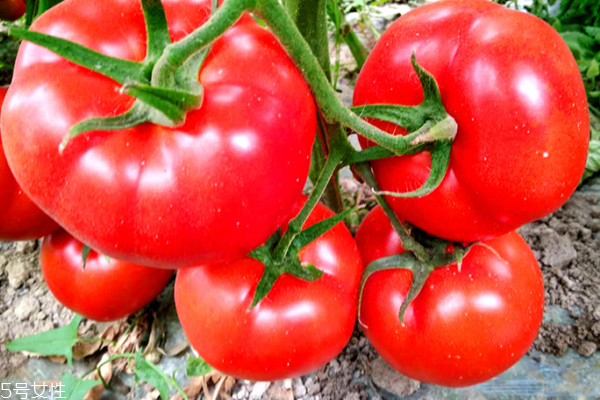 番茄為什么不能放冰箱 有兩個(gè)原因 番茄為什么不能放冰箱 有兩個(gè)原因