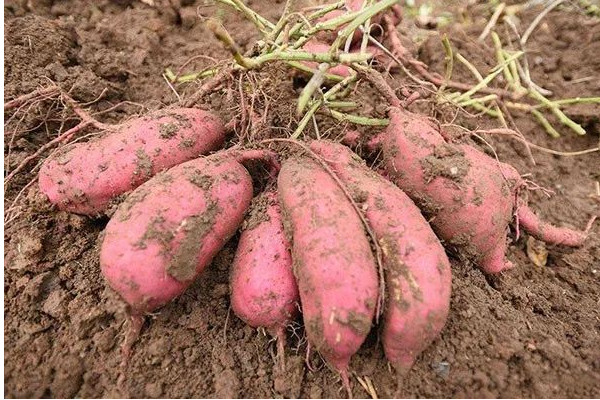 湖北話苕是什么意思？吃與苕有關(guān)的食物好處多