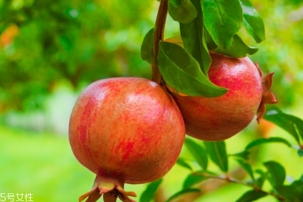 石榴怎么打開 這樣做才對 石榴怎么打開 這樣做才對