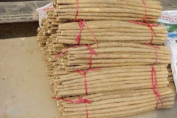 麻山藥長芽還能吃嗎？麻山藥和鐵棍山藥的區(qū)別