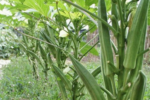 秋葵怎么種植？這些人最好不要吃