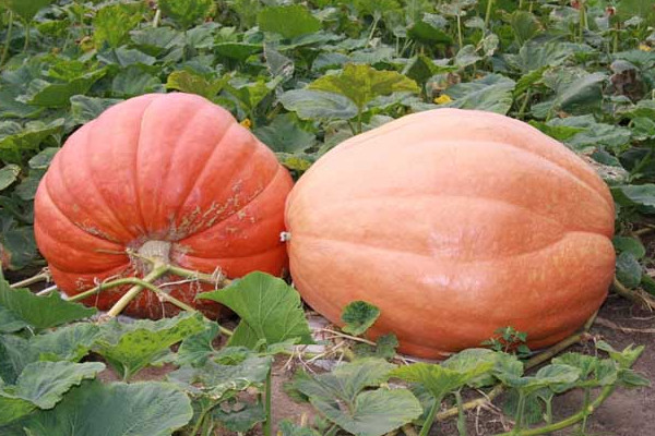 南瓜瓤怎么吃？這樣的老南瓜口感甜度營(yíng)養(yǎng)高