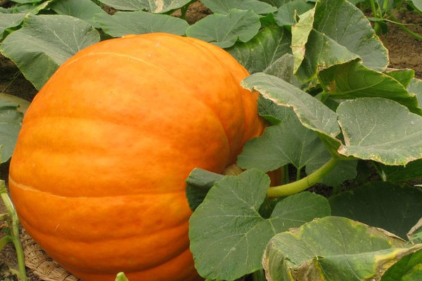 南瓜瓤怎么吃？這樣的老南瓜口感甜度營(yíng)養(yǎng)高