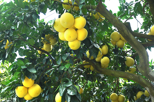 柚子為什么苦 可能是這幾個(gè)原因 柚子為什么苦 可能是這幾個(gè)原因