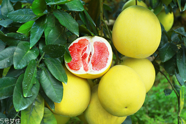 柚子為什么苦 可能是這幾個(gè)原因 柚子為什么苦 可能是這幾個(gè)原因