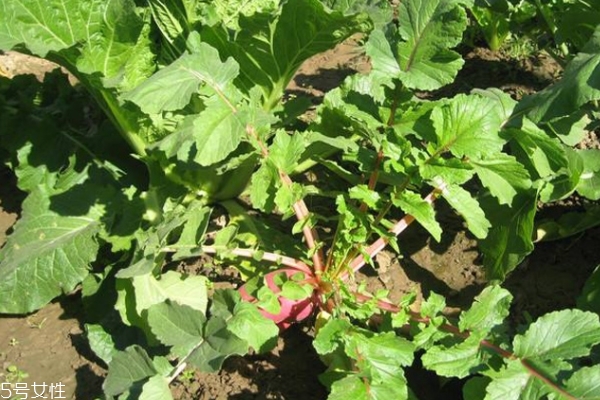 紅蘿卜治痛風(fēng)嗎 有輔助效果 紅蘿卜治痛風(fēng)嗎 有輔助效果