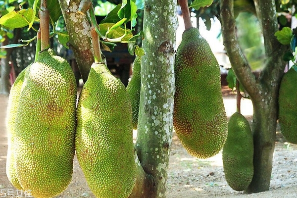 菠蘿蜜怎么催熟 這樣做就行了 菠蘿蜜怎么催熟 這樣做就行了