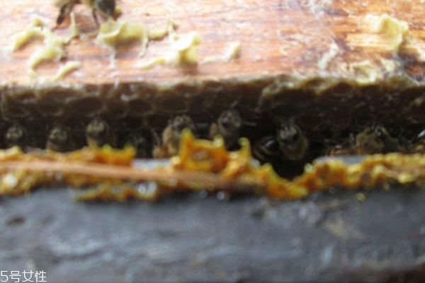 蜂膠怎么吃一天吃多少 這里的回答最全 蜂膠怎么吃一天吃多少 這里的回答最全