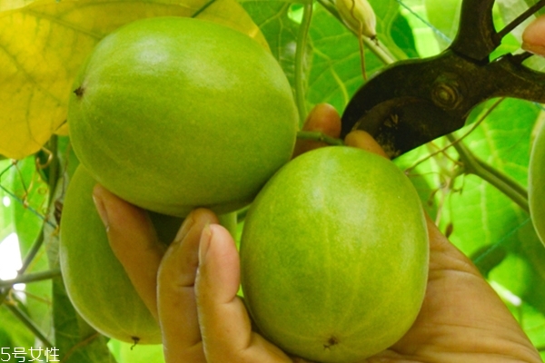 羅漢果為什么這么甜 是因?yàn)檫@個(gè)成分 羅漢果為什么這么甜 是因?yàn)檫@個(gè)成分