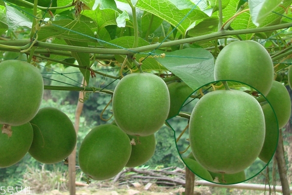 羅漢果要洗嗎 洗或不洗都可以 羅漢果要洗嗎 洗或不洗都可以