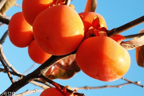 柿餅怎么挑 這樣挑準(zhǔn)沒錯 柿餅怎么挑 這樣挑準(zhǔn)沒錯