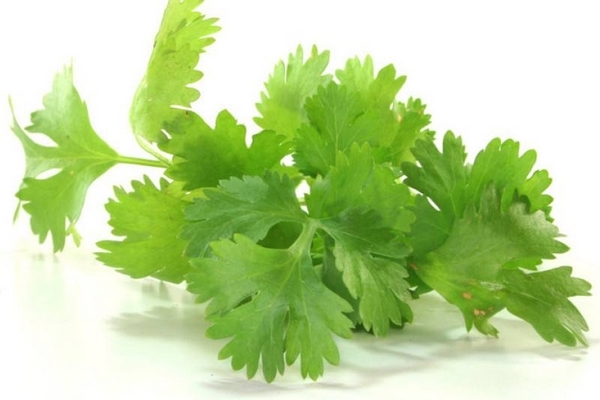 香菜會使人變黑嗎 有這個可能 香菜會使人變黑嗎 有這個可能