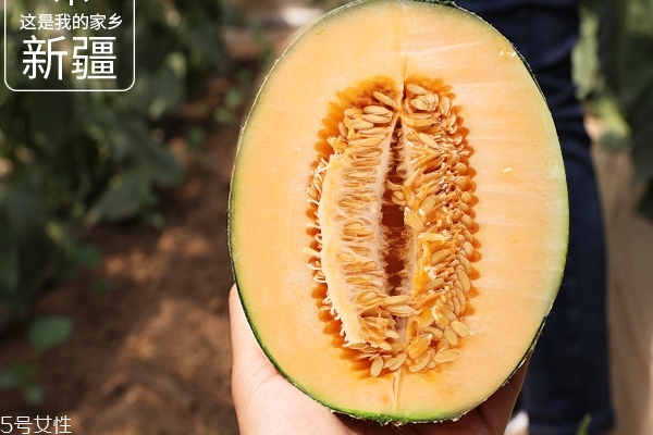 哈密瓜為什么不甜 原來是這個(gè)原因 哈密瓜為什么不甜 原來是這個(gè)原因
