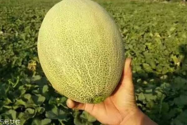 哈密瓜切開后能放多久 別超過兩天 哈密瓜切開后能放多久 別超過兩天