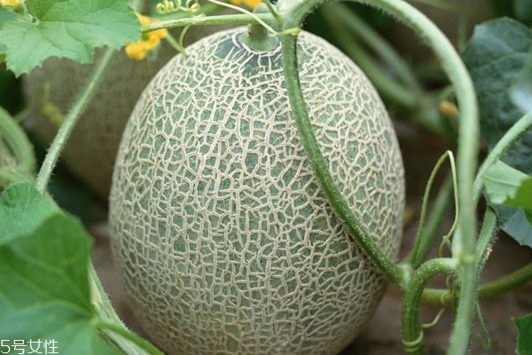 哈密瓜糖分高嗎 糖分非常高 哈密瓜糖分高嗎 糖分非常高