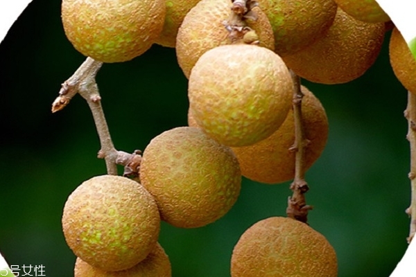 龍眼為什么叫龍眼 有一個(gè)故事 龍眼為什么叫龍眼 有一個(gè)故事