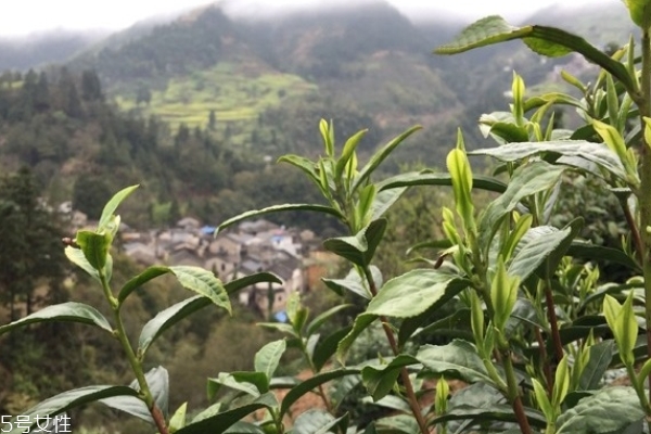 綠茶為什么苦 有幾個(gè)原因 綠茶為什么苦 有幾個(gè)原因