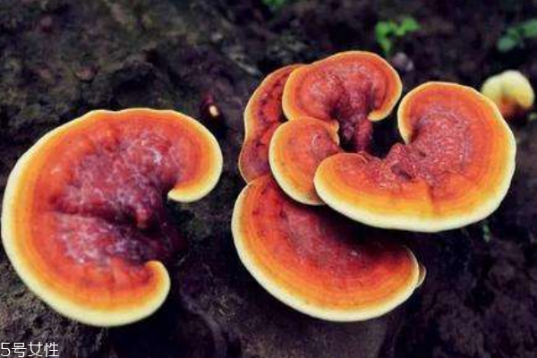 靈芝的功效與作用 如何正確選購靈芝 靈芝的功效與作用 如何正確選購靈芝