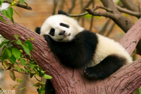 黑眼圈很重是什么原因 原因可不止熬夜這一個 黑眼圈很重是什么原因 原因可不止熬夜這一個