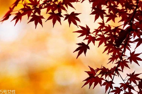 秋季吃什么去火 秋燥就吃這些 秋季吃什么去火 秋燥就吃這些